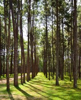 The Timber Industry – Pine Plantations Quietly Take Over South Carolina's Economy